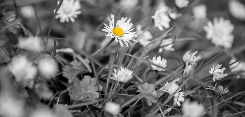 Close-up of a delicate white daisy with a yellow centre among other blossoms in a field, in black and white with one flower highlighted in colour.