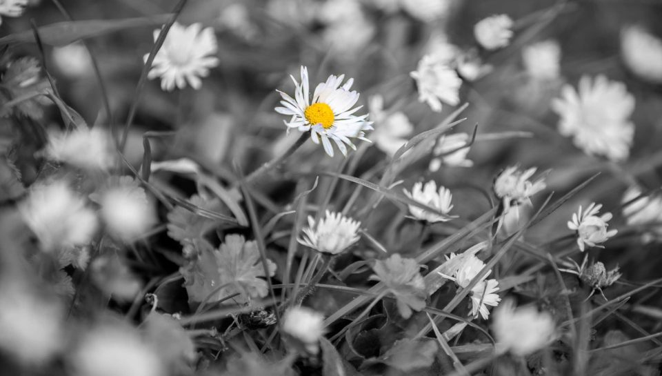 Close-up of a delicate white daisy with a yellow centre among other blossoms in a field, in black and white with one flower highlighted in colour.
